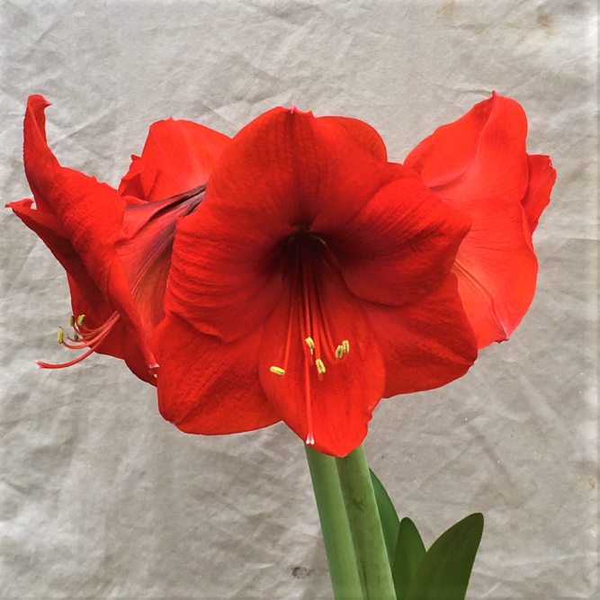 Amaryllis Red Lion